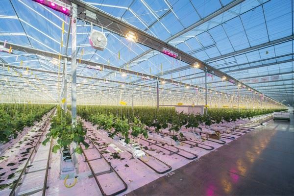 dutch-grower-goes-hybrid-with-first-5-hectares-of-cucumbers-3